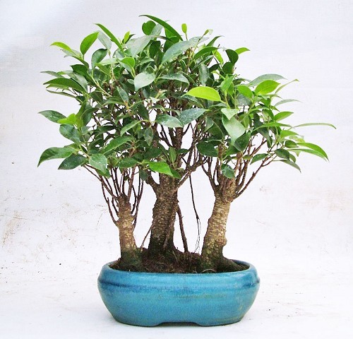 Bonsai Ficus Retusa Bosco