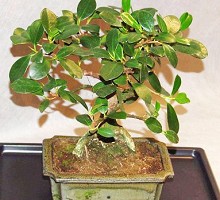 Ficus Bonsai  Crespi Bonsai
