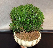 Buxus Hayrlandii Bonsai  Crespi Bonsai