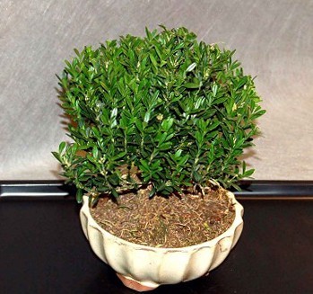 Buxus Hayrlandii Bonsai