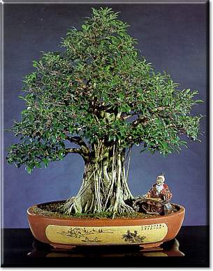 Ficus - Bonsai da interno