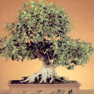 Bonsai di Ficus: propagazione per talea