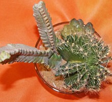 Cactus in glass  Verdemax
