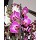 Pink flowers Phalaenopsis